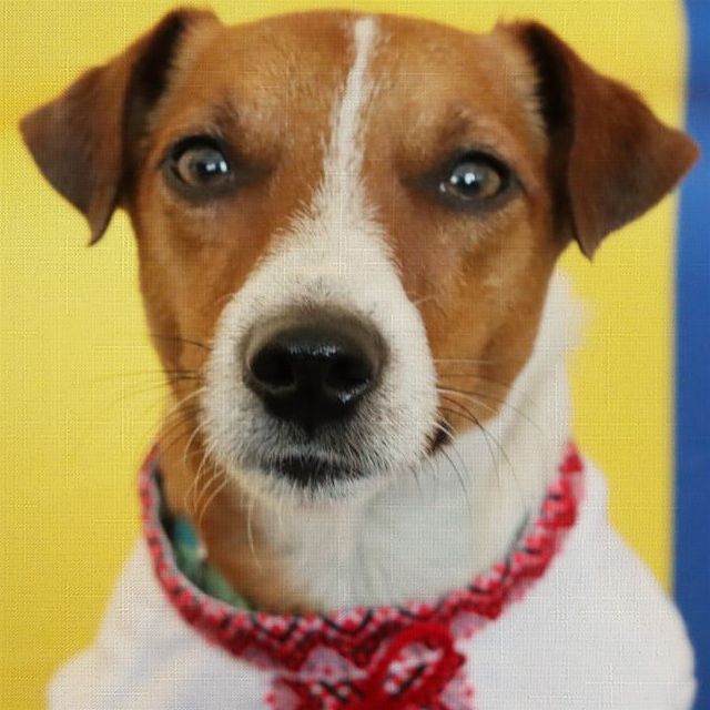 Рулонные шторы с фотопечатью, Rollpic 3003